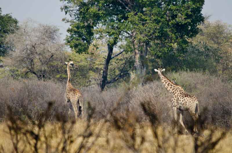 122 - Namibia - jirafas - parque nacional de Bwabwata